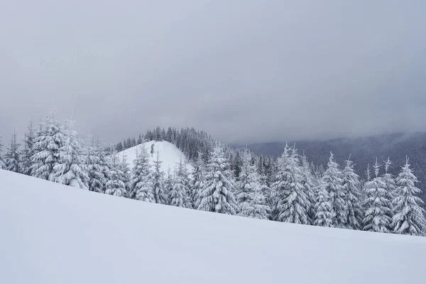 乌克兰喀尔巴阡山山坡上的晨冬清澈的山景 美丽的冷杉树 滑雪场 雪地飘扬 — 图库照片