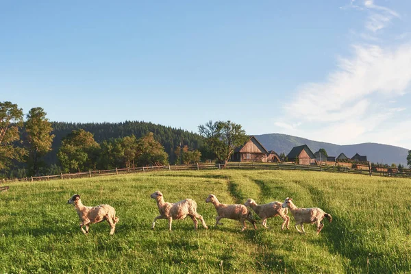 Karpaty Ukrajina Cesta Horách Pěší Turistika Cestování Stylu Života Krásné Stock Obrázky