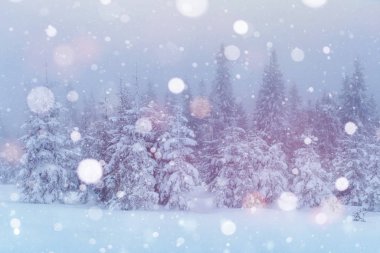 Kış zamanı dağlarda donmuş ağaçlar. Karpat Ormanı.