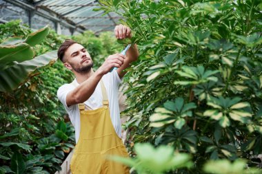 Ciddi bir bakış. Çekici, şık, sakallı adam serada çalışıyor..