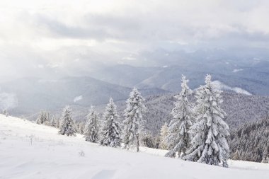 arka plan ile bazı yumuşak parlak nokta ve kar kış manzara ağaçlar ve hoarfrost çit, pul