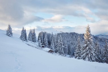 Majestic white spruces glowing by sunlight. Picturesque and gorgeous wintry scene. Location place Carpathian national park, Ukraine, Europe. Alps ski resort.