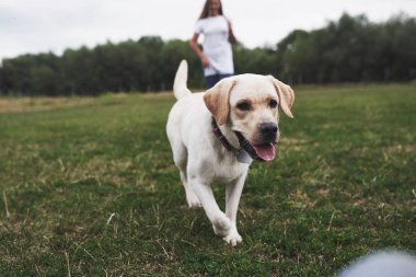 Açık havada köpeği olan çekici genç bir kadın. Labrador Retriever ile yeşil çimlerin üzerinde Gril.