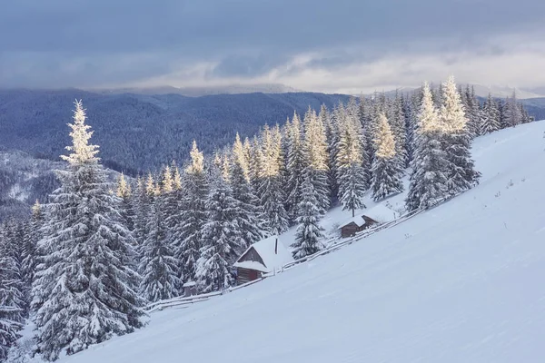 Majestueuze Witte Sparren Gloeiend Door Zonlicht Schilderachtige Prachtige Winterse Scène — Stockfoto