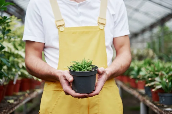 Cuidando Naturaleza Hombre Sosteniendo Jarrón Invernadero Plantas Fondo —  Fotos de Stock