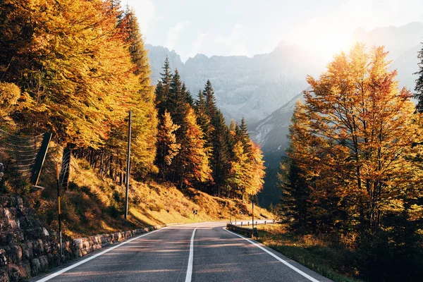 Yellow Colored Autumn Leaves Mountain Road Sunny Day Landscape Trees — Stock Photo, Image