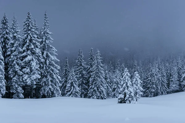 Majestatyczny Zimowy Krajobraz Sosnowy Las Drzewami Pokrytymi Śniegiem Dramatyczna Scena — Zdjęcie stockowe