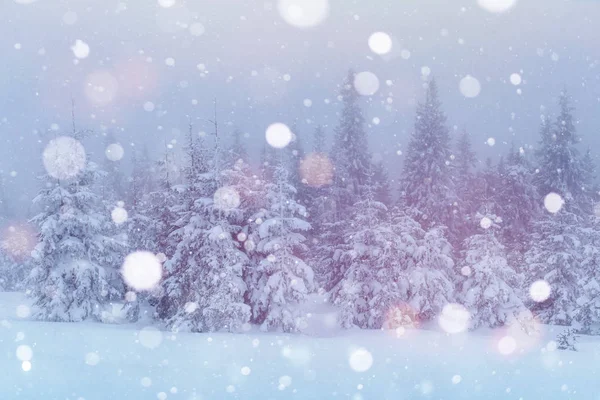 Zmrzlé Stromy Zimě Horách Karpatský Les — Stock fotografie