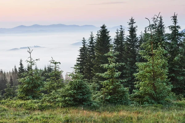 Paysage Montagneux Des Carpates Brumeux Avec Forêt Sapins Les Cimes — Photo