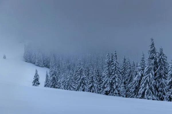 雄伟的冬季风景 松林覆盖着积雪 一场戏剧性的戏 乌云密布 暴风雨前的平静 — 图库照片
