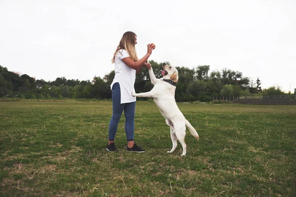 Vonzó Fiatal Kutyával Szabadban Gril Egy Zöld Fűben Labrador Retriever — Stock Fotó