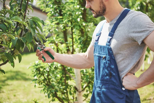 Jardinero Profesional Trabajo Corta Árboles Frutales —  Fotos de Stock