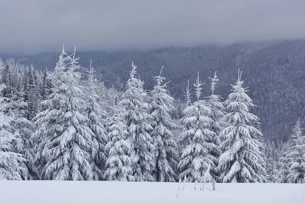 Szenisches Bild Von Fichten Frostiger Tag Ruhige Winterliche Szenerie Standort — Stockfoto