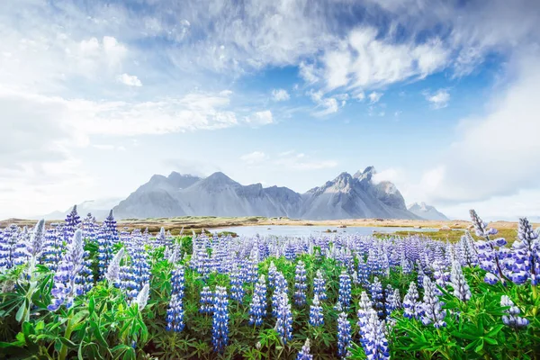 Het Schilderachtige Landschap Van Bossen Bergen Van Ijsland Wilde Blauwe — Stockfoto