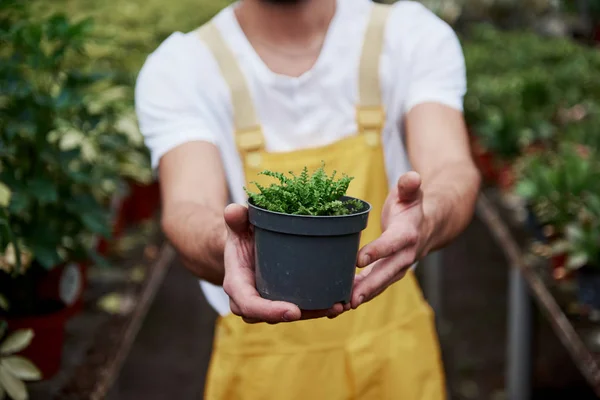 Centrándose Pequeño Pedazo Naturaleza Hombre Sosteniendo Jarrón Invernadero Plantas Fondo —  Fotos de Stock