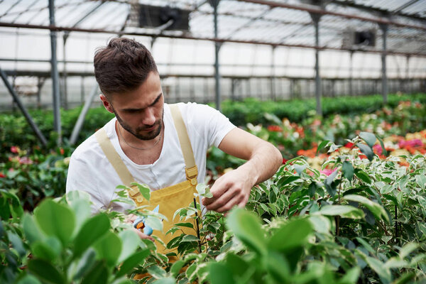 Стоя между садовыми кроватями. Молодой парень, работающий в теплице, срезает ненужные листья с растений
.