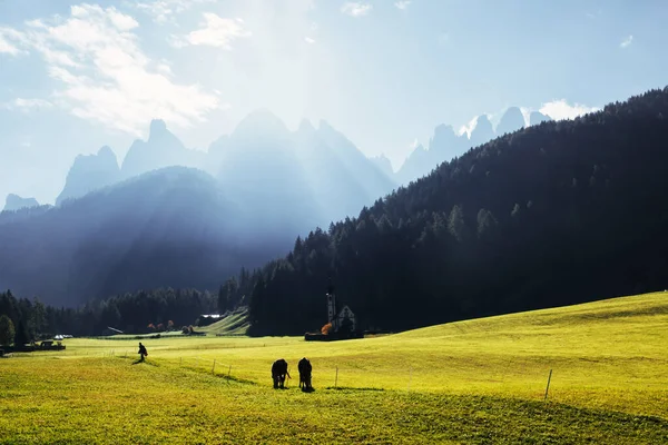 Herbe Verte Parfaite Superbe Paysage Ferme Avec Belles Vaches Chapelle — Photo