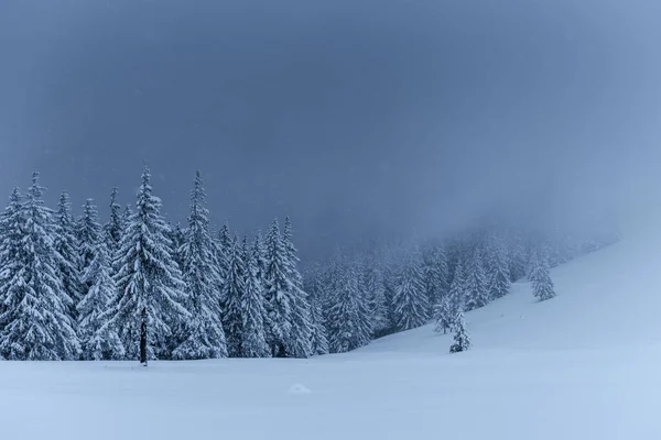 Majestatyczny Zimowy Krajobraz Sosnowy Las Drzewami Pokrytymi Śniegiem Dramatyczna Scena — Zdjęcie stockowe