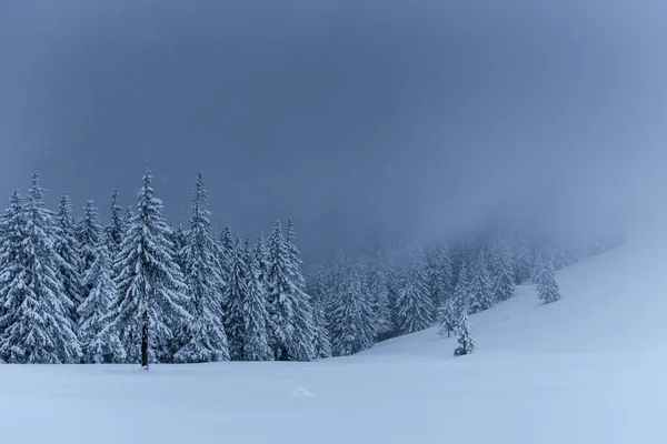 Majestosa Paisagem Inverno Pinhal Com Árvores Cobertas Neve Uma Cena — Fotografia de Stock