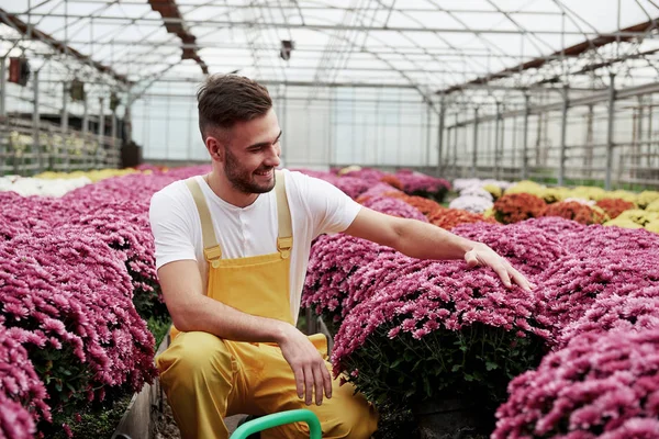 Touching Petals Photo Beautiful Young Guy Greenhouse Taking Care Pink — 스톡 사진