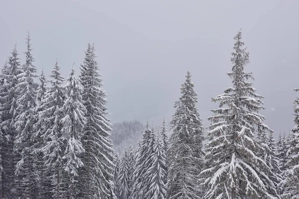 Fairy Winterlandschap Met Sparren Sneeuwval Kerst Groeten Concept — Stockfoto