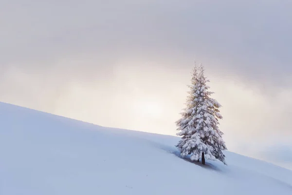 Fantástico Paisaje Invernal Con Árbol Nieve Cárpatos Ucrania Europa — Foto de Stock