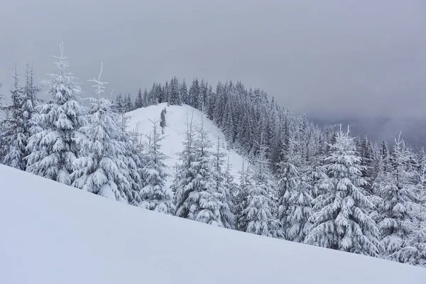 Matin Hiver Calme Paysage Montagne Avec Beaux Sapins Verglaçants Piste — Photo