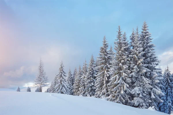 Majestic White Spruces Glowing Sunlight Picturesque Gorgeous Wintry Scene Location — Stok fotoğraf