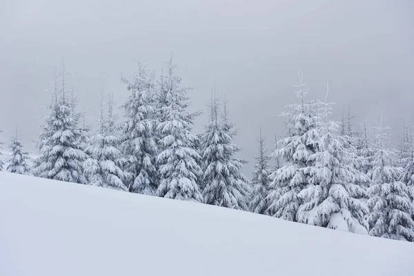 Morning winter calm mountain landscape with beautiful frosting fir trees and ski track thrue snowdrifts on mountain slope Carpathian Mountains, Ukraine