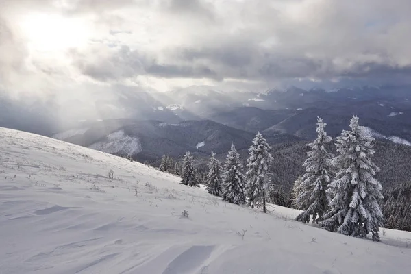 Majestueux Épinettes Blanches Brillantes Par Lumière Soleil Scène Hivernale Pittoresque — Photo