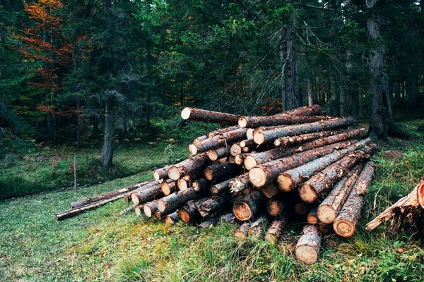 Hermosa Naturaleza Troncos Madera Recién Cosechados Apilados Una Pila Bosque —  Fotos de Stock