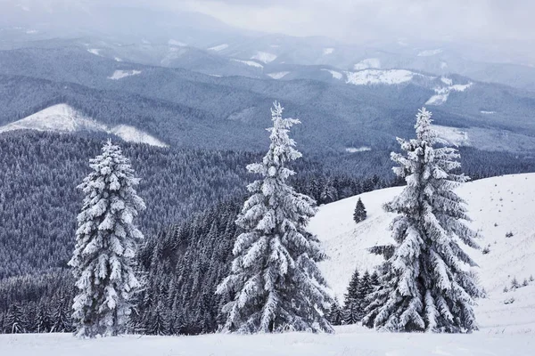 Winter Landschap Bomen Hek Rijm Achtergrond Met Sommige Zachte Hoogtepunten — Stockfoto