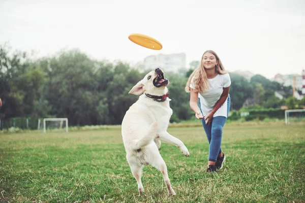 Vacker Flicka Leker Med Sin Älskade Hund Parken — Stockfoto