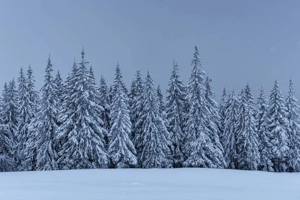 Sakin Bir Kış Sahnesi Sis Içindeki Kar Büfesiyle Kaplı Ateşler — Stok fotoğraf