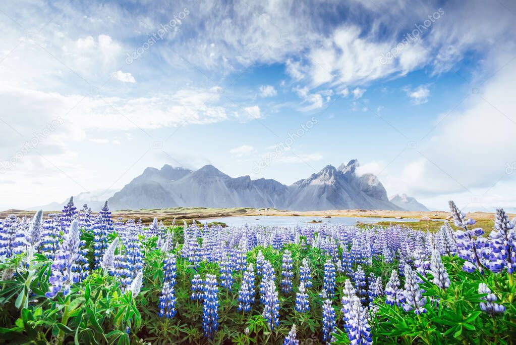 The picturesque landscapes of forests and mountains of Iceland. Wild blue lupine blooming in in summer.