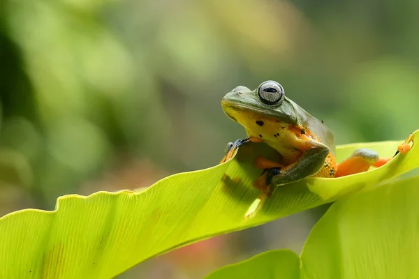 Green tree frog looking around — Stock Photo, Image