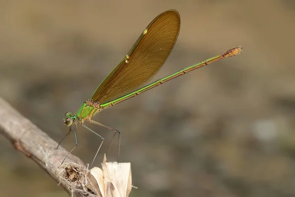 Neuronasis chinensis damselfly fényes zöld szín — Stock Fotó