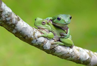 İki kurbağa dalda dinleniyor.