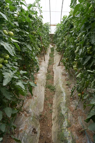 Légume maison verte — Photo