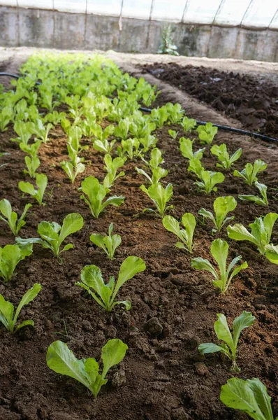 Groen huis plantaardige — Stockfoto