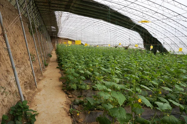 Groen huis plantaardige — Stockfoto