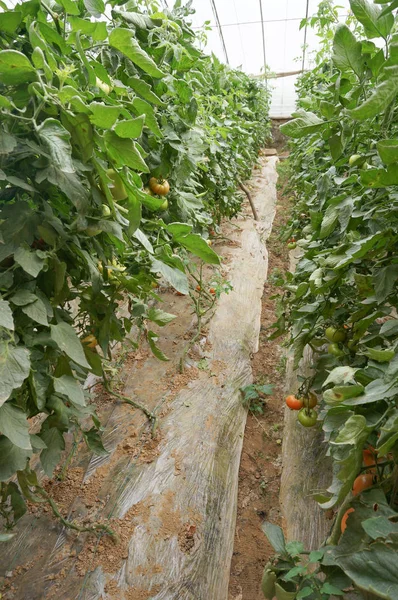 Légume maison verte — Photo