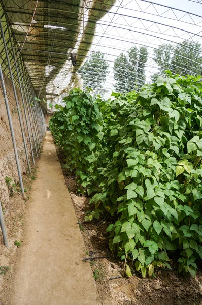 Légume maison verte — Photo