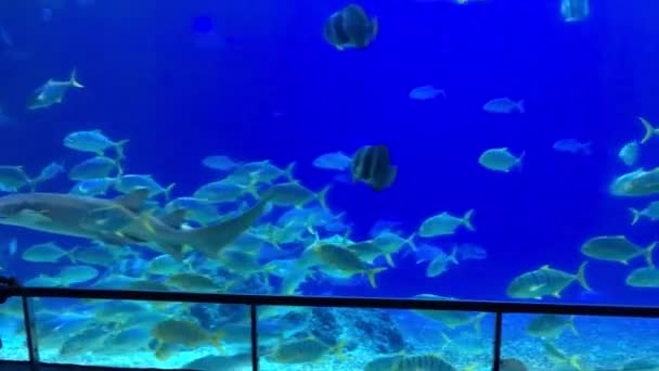 Meereslebewesen im Meerespavillon ernähren — Stockvideo