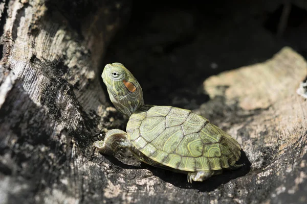 The red eared slider — Stock Photo, Image