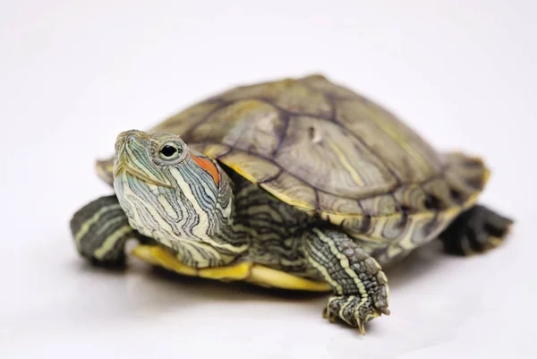 The Red eared slider — Stock Photo, Image