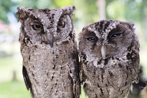 Little common owl — Stock Photo, Image