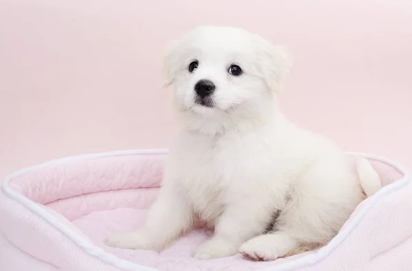 Little Maltese Puppy — Stock Photo, Image