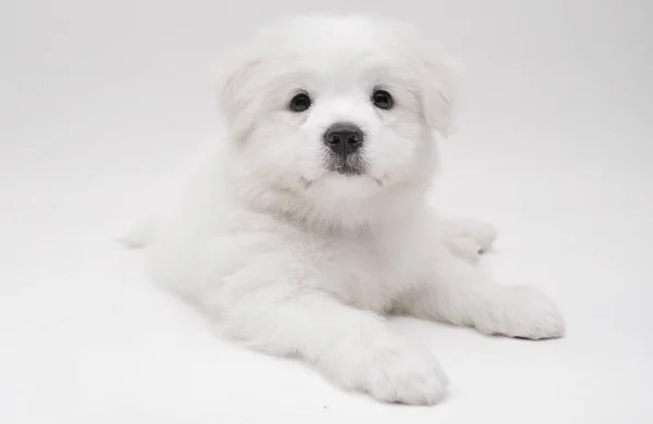 Malta köpek yavrusu