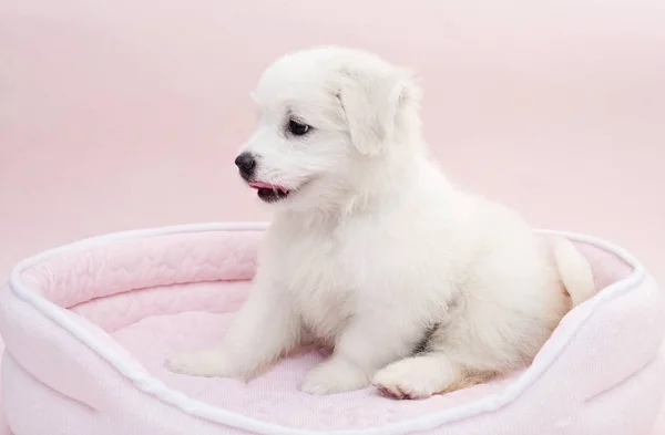 Kleine Maltees pup — Stockfoto